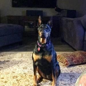 Meet your Posher, Adrian